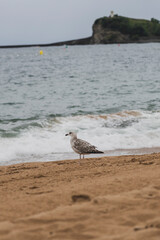 Mouette expressive