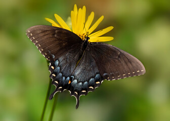 Swallowtail butterfly on flower © Hal Moran