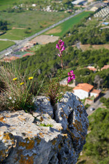 Ein Großes Löwenmaul auf dem Roca Maura in Katalonien in Spanien