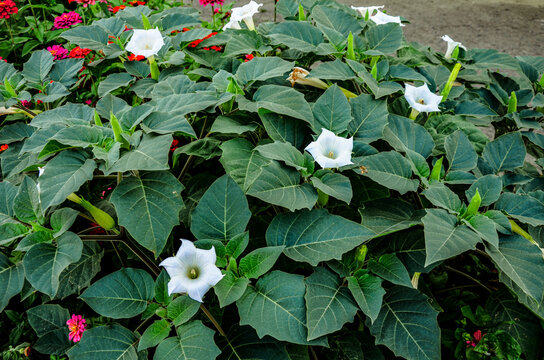 Beautiful downy thorn apple,Datura innoxia with white flower