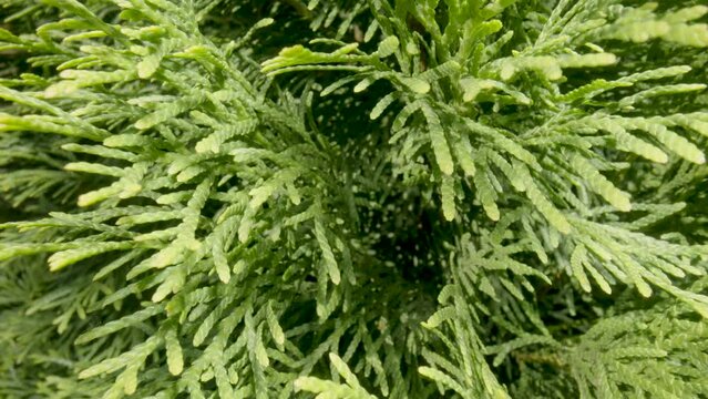 Fluffy branches of an evergreen coniferous shrub in the rays of sunlight. Green needles of juniper, twigs of a coniferous plant in the garden on summer day. Macro of carved needles inside an evergreen