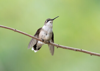 Fototapeta premium hummingbird