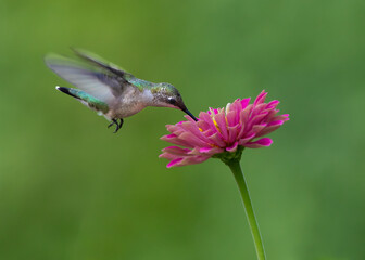 hummingbird on flower