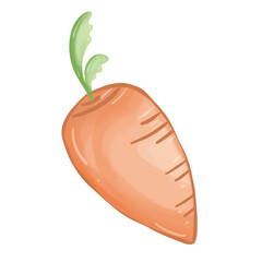 Cute carrot watercolor