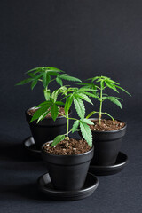 Three Small Medical Marijuana Cannabis Plants in the Vegetative Stage Growing in Pots on Black Background
