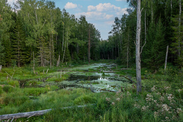 Forest landscape with swamp and plants reflected in an water at sunset.