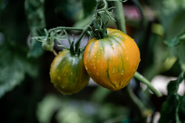 orange-grün gestreifte Tomate mit Wassertropfen