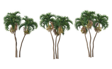 Obraz premium palm on transparent background