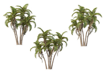 Obraz premium palm on transparent background