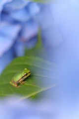 アジサイとアマガエル