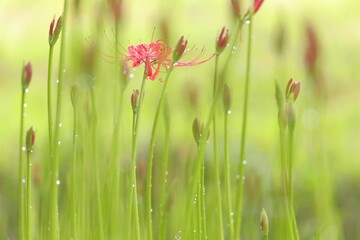 彼岸花　夏の終わりに