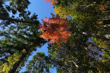 天仰ぐ紅葉