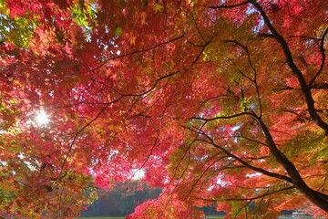 赤色に染まる秋
