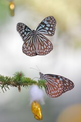リュウキュウアサギマダラの求愛