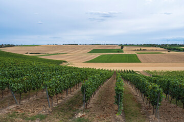 The vineyards near Flonheim/Germany in Rheinhessen on a late summer day