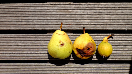  yellow spoiled pears on a wooden floor. overripe spoiled with mold. Unhealthy food. Garbage...