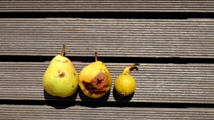  three yellow spoiled pears on a wooden floor. overripe spoiled with mold. Unhealthy food. Garbage...