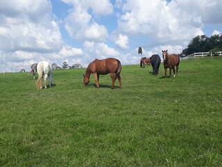 Obraz premium horses on the meadow