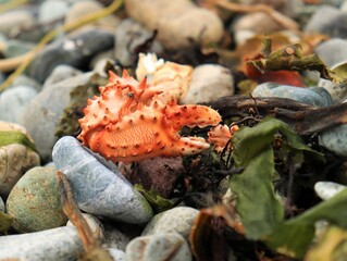 An empty crab claw on the stone coast of the Sea of Okhotsk. Selective focus.