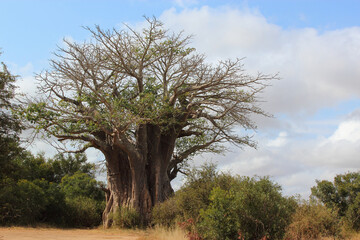 Affenbrotbaum / Baobab / Adansonia digitata