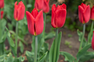Red tulip blossom natural flower background horizontal photography