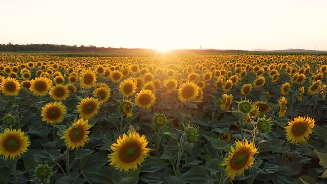 Balatonfuzfo, Hungary - 4K drone video of a sunflower field on a warm sunny day. Aerial view of sunflowers with slow camera movement forward and sunlight across a sunflower crop field
