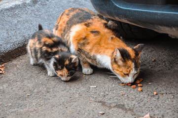 Tricolor cat and kitten. Cats eat food outside.