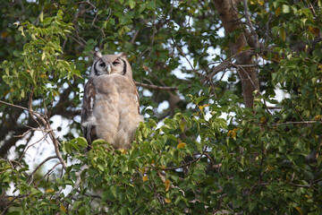 Milchuhu / Verreaux's eagle-owl  / Bubo lacteus.