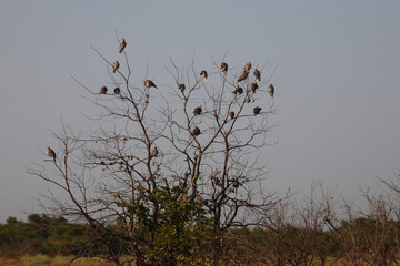 Kapturteltaube / Cape turtle dove / Streptopelia capicola