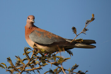 Palmtaube oder Senegaltaube / Laughing dove or Little brown dove / Stigmatopelia senegalensis uel Spilopelia senegalensis