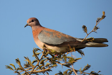 Palmtaube oder Senegaltaube / Laughing dove or Little brown dove / Stigmatopelia senegalensis uel Spilopelia senegalensis
