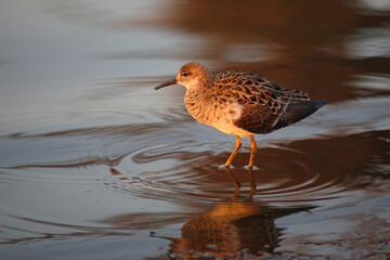 Kampfläufer / Ruff / Calidris pugnax