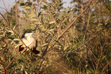 Tiputip / Burchell's coucal / Centropus superciliosus.