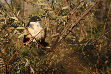 Tiputip / Burchell's coucal / Centropus superciliosus.