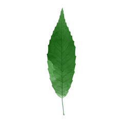 Vector watercolor illustration of a green leaf isolated on background.