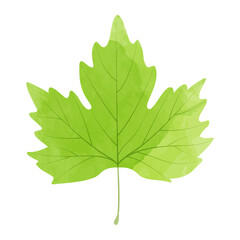 Vector watercolor illustration of a yellow green maple leaf isolated on background.