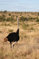 Naklejka premium Strauß / Ostrich / Struthio camelus