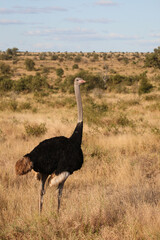 Naklejka premium Strauß / Ostrich / Struthio camelus