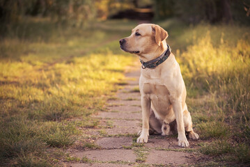 Adorable Labrador dog sitting in the nature