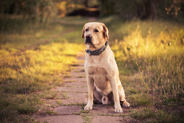 Adorable Labrador dog sitting in the nature