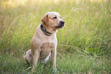 Adorable Labrador dog sitting in the green park