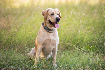 Adorable Labrador dog sitting in the green park