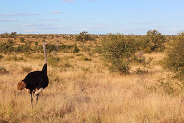 Naklejka premium Strauß / Ostrich / Struthio camelus