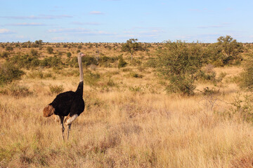 Naklejka premium Strauß / Ostrich / Struthio camelus