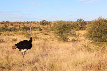 Naklejka premium Strauß / Ostrich / Struthio camelus