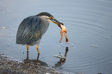 Mangrovenreiher / Green-backed heron / Butorides striatus...Grasfrosch / European common frog / Rana temporaria
