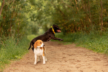 Two dogs playing in countryside. Staffordshire Bull Terrier jumping over beagle on dirt road