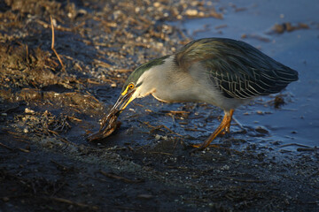 Mangrovenreiher / Green-backed heron / Butorides striatus...Grasfrosch / European common frog / Rana temporaria