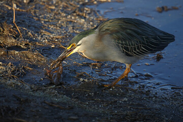 Mangrovenreiher / Green-backed heron / Butorides striatus...Grasfrosch / European common frog / Rana temporaria