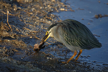 Mangrovenreiher / Green-backed heron / Butorides striatus...Grasfrosch / European common frog / Rana temporaria
